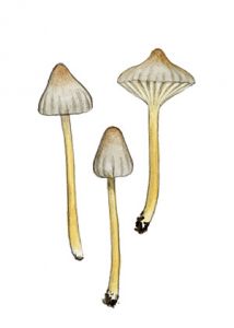 Mycena lohwagii Singer attēls