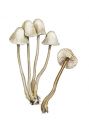 Mycena longipes Murill attēls