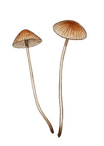 Mycena metata (Fr.: Fr.) P. Kumm. attēls