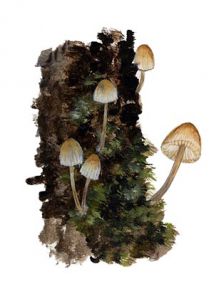 Mycena mirata (Peck) Sacc. attēls