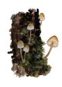 Mycena mirata (Peck) Sacc. attēls