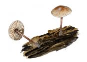 Mycena niveipes (Murill) Murrill attēls