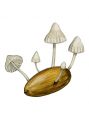 Mycena nucicola Huijsm. attēls