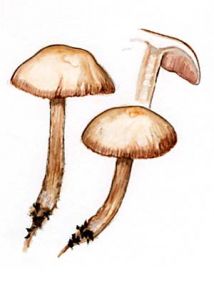 Mycena pelianthina (Fr.) Quél. attēls