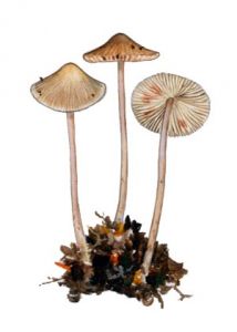 Mycena polygramma (Bull.: Fr.) Gray attēls