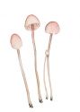 Mycena pterigena (Fr.: Fr.) P. Kumm. attēls