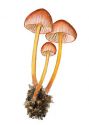 Mycena renati Quél. attēls