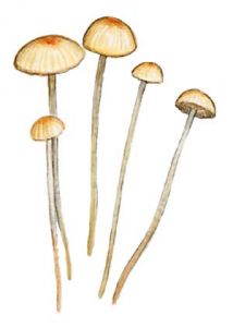 Mycena rorida (Scop.: Fr.) Quél. attēls