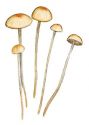 Mycena rorida (Scop.: Fr.) Quél. attēls