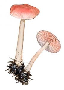 Mycena rosea (Bull.) Gramberg attēls