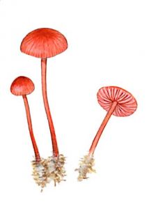 Mycena rosella  (Fr.) P. Kumm. attēls