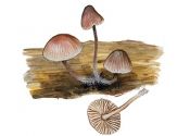 Mycena rubromarginata (Fr.: Fr.) P. Kumm. attēls