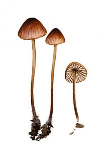 Mycena sanguinolenta (Alb.&Schwein.: Fr.) P. Kumm. attēls