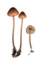 Mycena sanguinolenta (Alb.&Schwein.: Fr.) P. Kumm. attēls