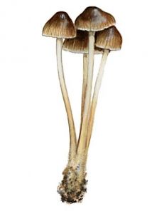 Mycena stipata Maas, Gest & Schwobel attēls