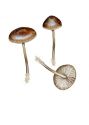 Mycena strobilicola J. Favre & Kühner attēls