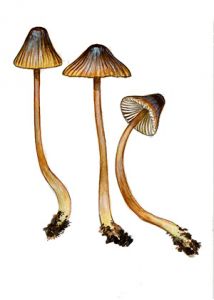 Mycena viridimarginata Karst. attēls