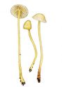 Mycena viscosa Maire attēls