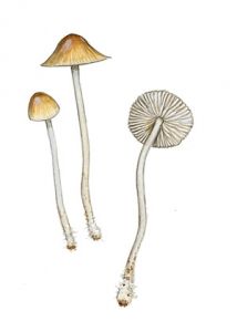 Mycena vitilis (Fr.) Quél. attēls