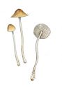 Mycena vitilis (Fr.) Quél. attēls