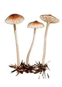 Mycena vulgaris  (Pers.: Fr.) P. Kumm attēls