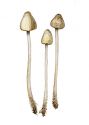 Mycena xantholeuca  Kühner attēls