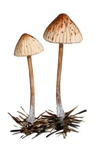 Mycena zephirus (Fr.: Fr.) P. Kumm attēls