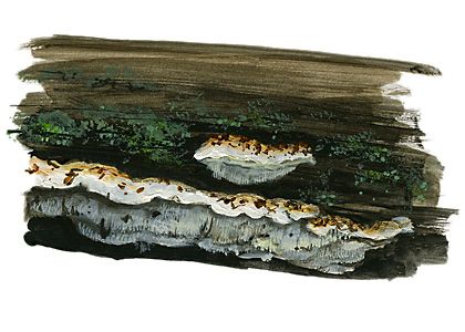 Oligoporus leucomallellus (Murrill) Gilb. Et Ryvarden attēls