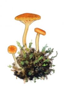 Omphalina sphagnicola (Berk.) M. M. Moser attēls