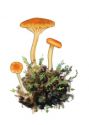 Omphalina sphagnicola (Berk.) M. M. Moser attēls