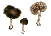 Panaeolus guttulatus Bres. attēls