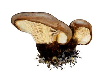 Paxillus atrotomentosus (Batsch.: Fr.) Fr. attēls