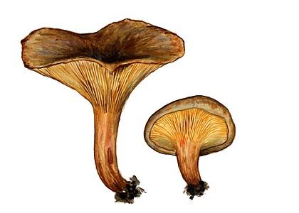 Paxillus filamentosus   (Scop.) Fr. attēls