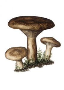 Paxillus involutus (Batsch: Fr.) Fr. attēls