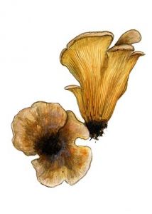 Paxillus panuoides (Fr.: Fr.) Fr. attēls