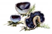 violetā kaussēne attēls