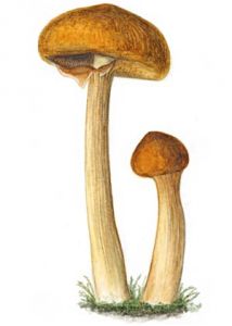 Phaeolepiota aurea (Matt.: Fr.) Maire:Konrad&Maubl. attēls