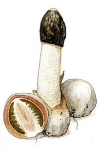 Phallus impudicus Pers. attēls