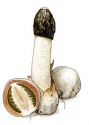 Phallus impudicus Pers. attēls