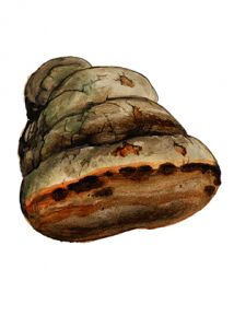 Phellinus alni (Bondartsev) Parmasto attēls