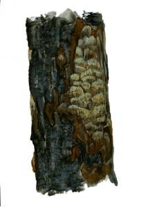 Phellinus ferruginosus (Schrad.: Fr.) Bourdot et Galzin attēls