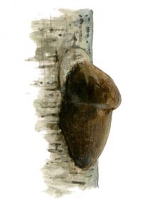 Phellinus igniarius (L.: Fr.) Quel attēls