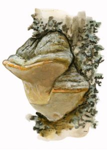 Phellinus pomaceus attēls