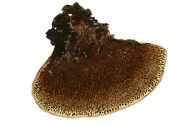 Phellinus viticola attēls