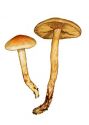 Pholiota astragalina (Fr.: Fr.) Singer attēls