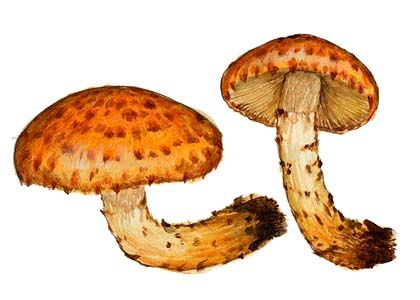 Pholiota aurivellus (Batsch: Fr.) P. Kumm. attēls