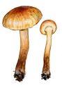 Pholiota conissans (Fr.) M. M. Moser attēls