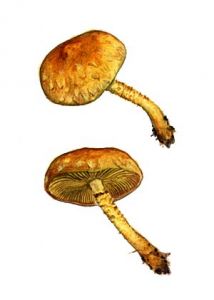 Pholiota flammans (Batsch.:Fr.) P. Kumm. attēls