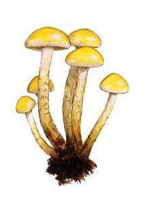 Pholiota flavida (Schaeff.: Fr.) Singer attēls