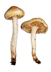 Pholiota gummosa (Lasch) Singer attēls